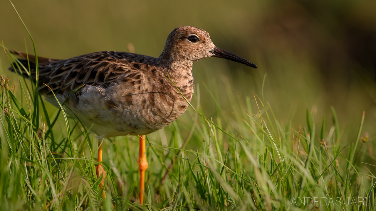 calidris_pugnax_3317_dxoxd