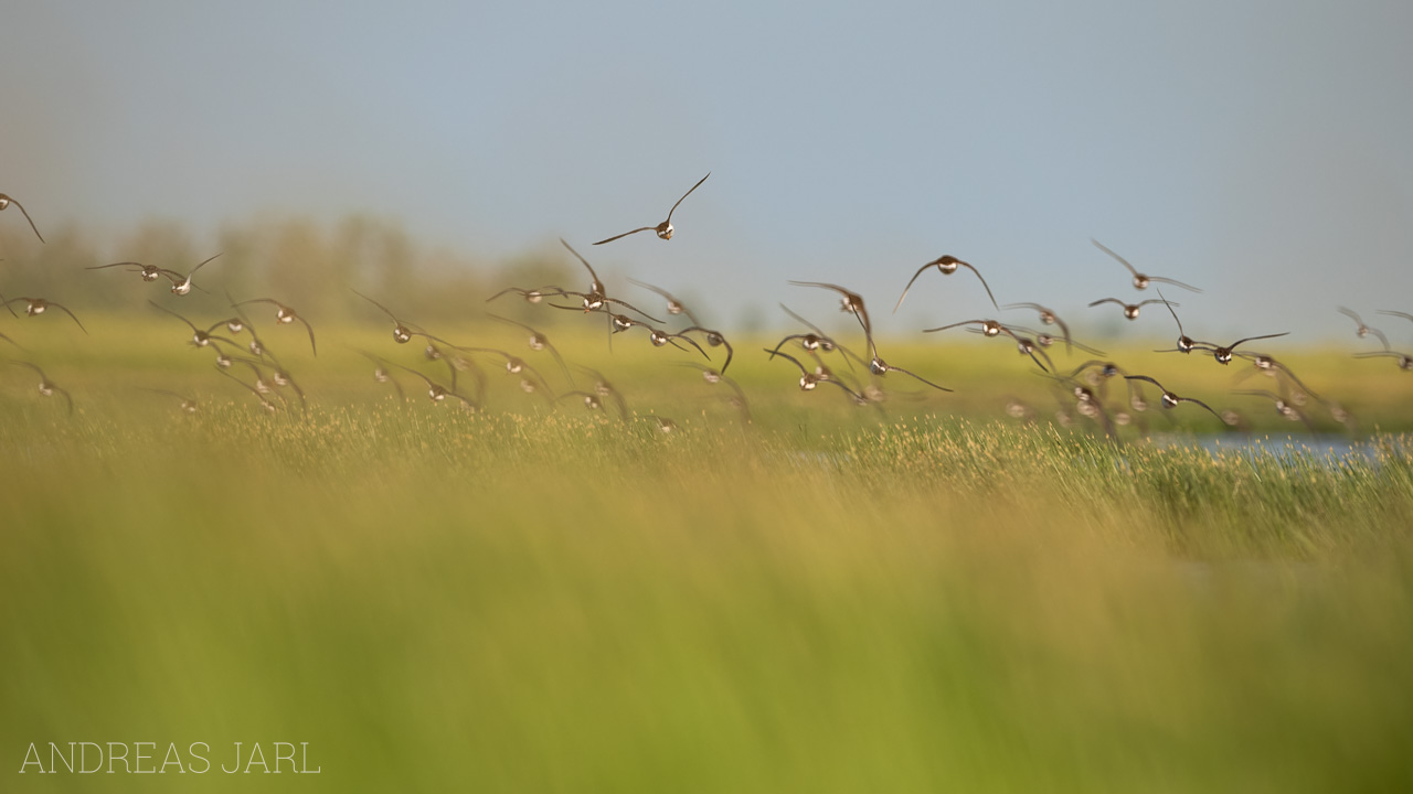 calidris_pugnax_3318_dxoxd