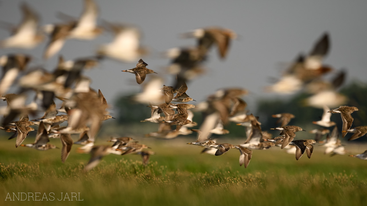 calidris_pugnax_3319_dxoxd