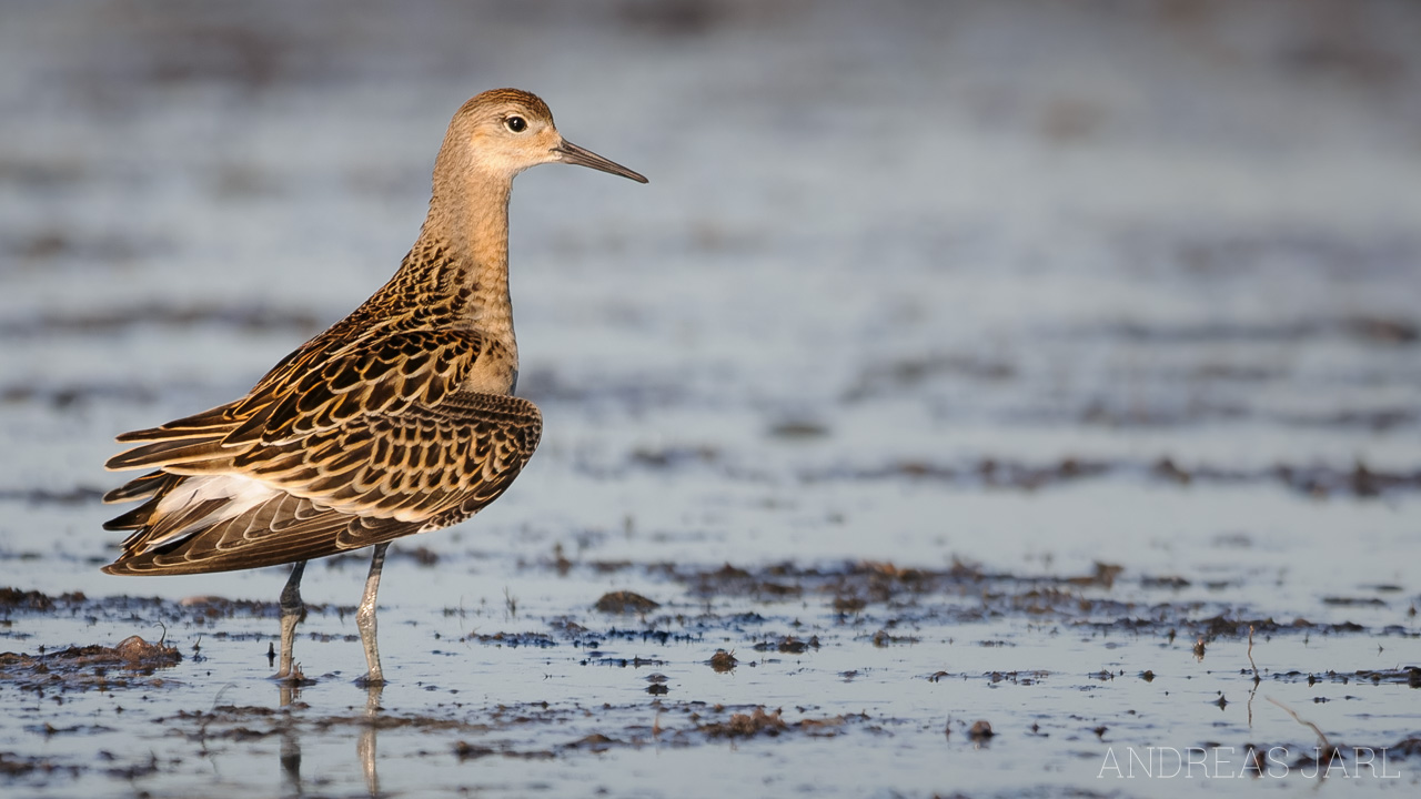 calidris_pugnax_681_dxoxd