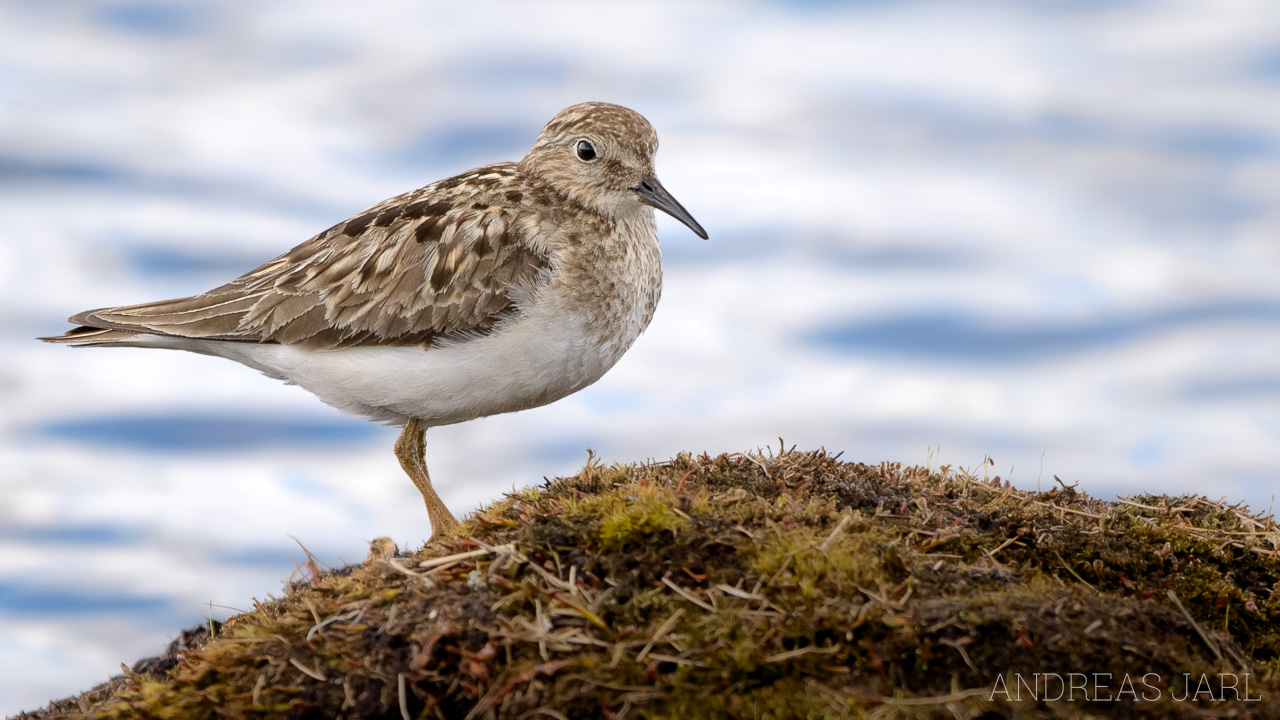 calidris_temminckii_1246_dxoxd