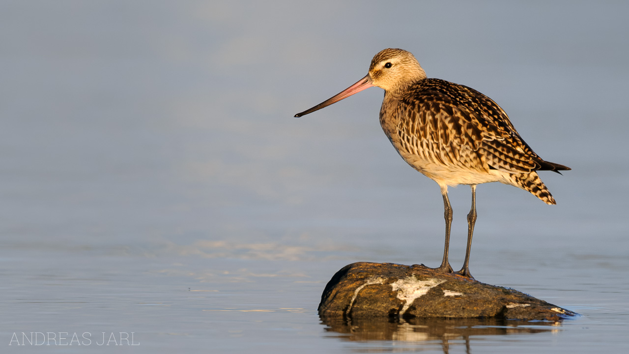 limosa_lapponica_715_dxo