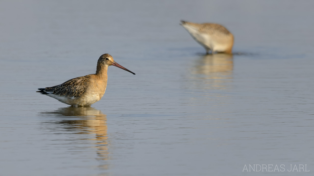 limosa_limosa_1429_dxoxd