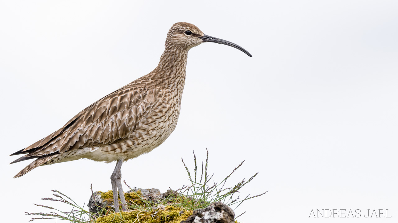 numenius_phaeopus_3016_dxo