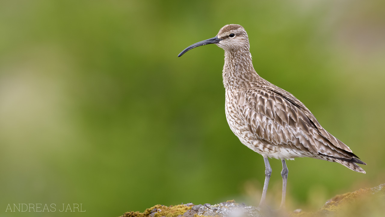 numenius_phaeopus_3017_dxo