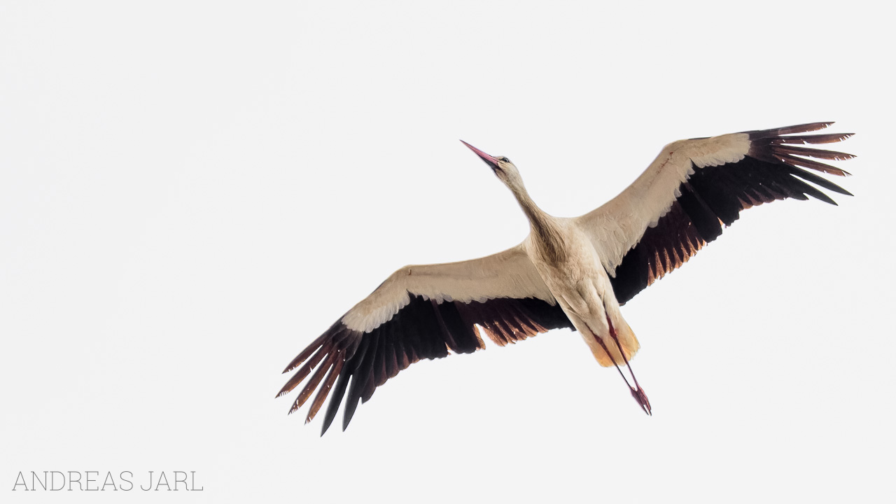 ciconia_ciconia_4929_dxoxd