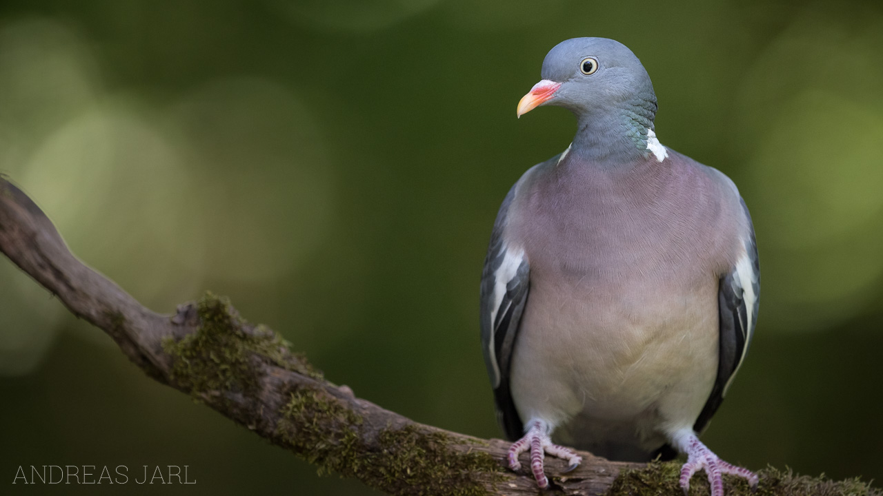 columba_palumbus_3392