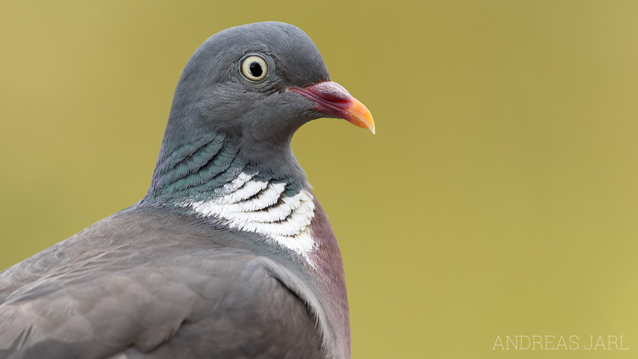 columba_palumbus_4614_dxo