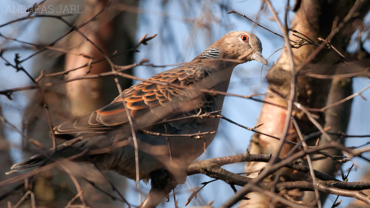 streptopelia_orientalis_248