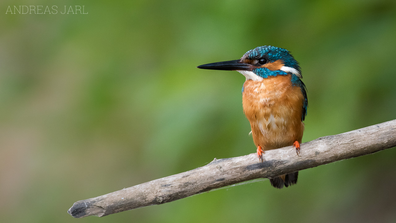 alcedo_atthis_3510