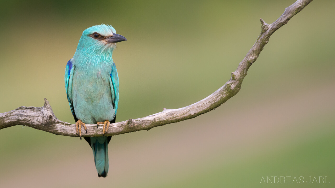 coracias_garrulus_2155