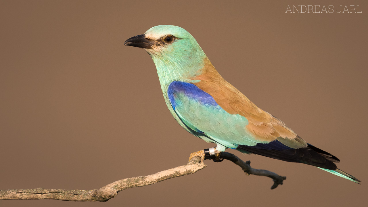 coracias_garrulus_3298