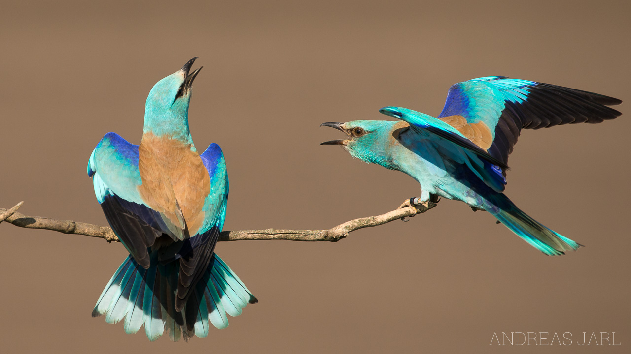 coracias_garrulus_3306