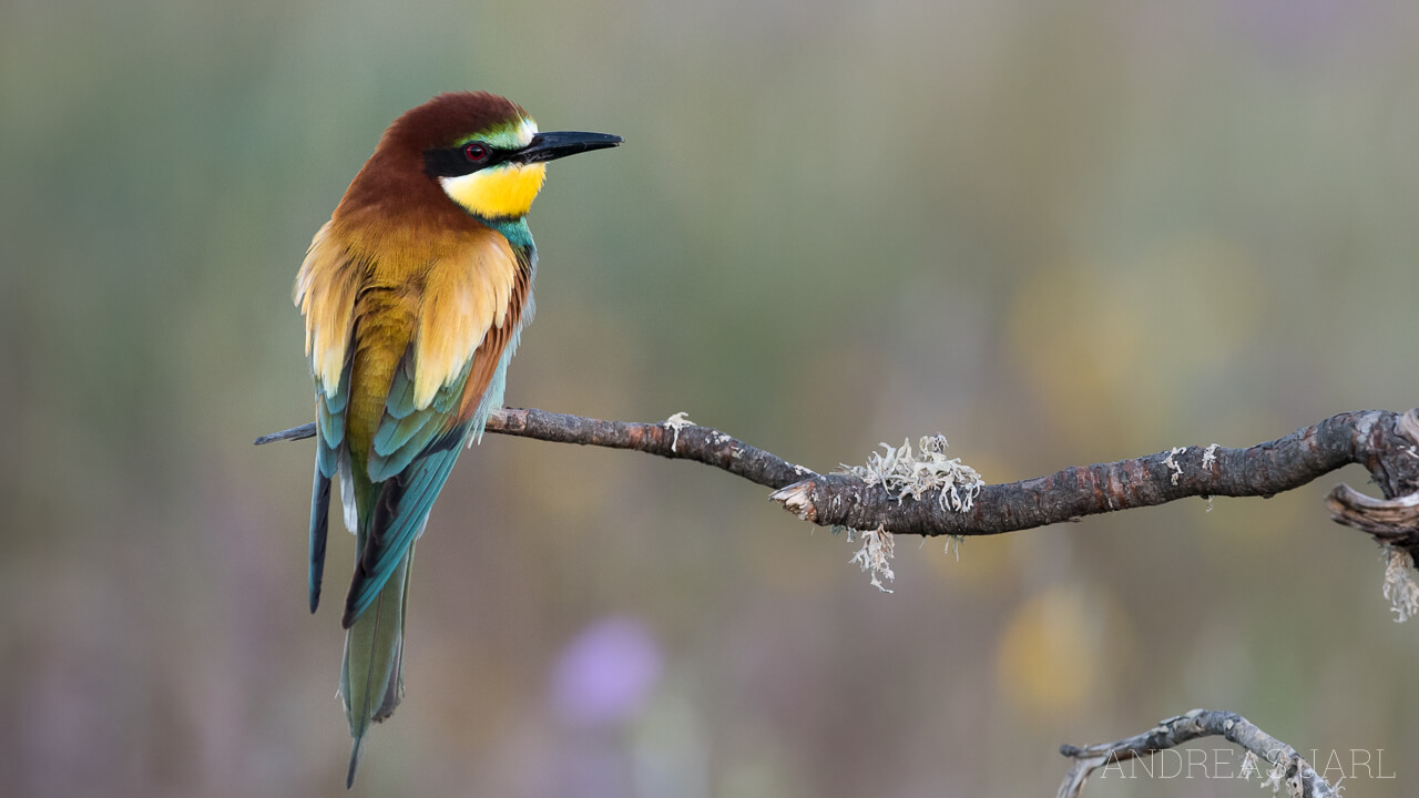 merops_apiaster_2575