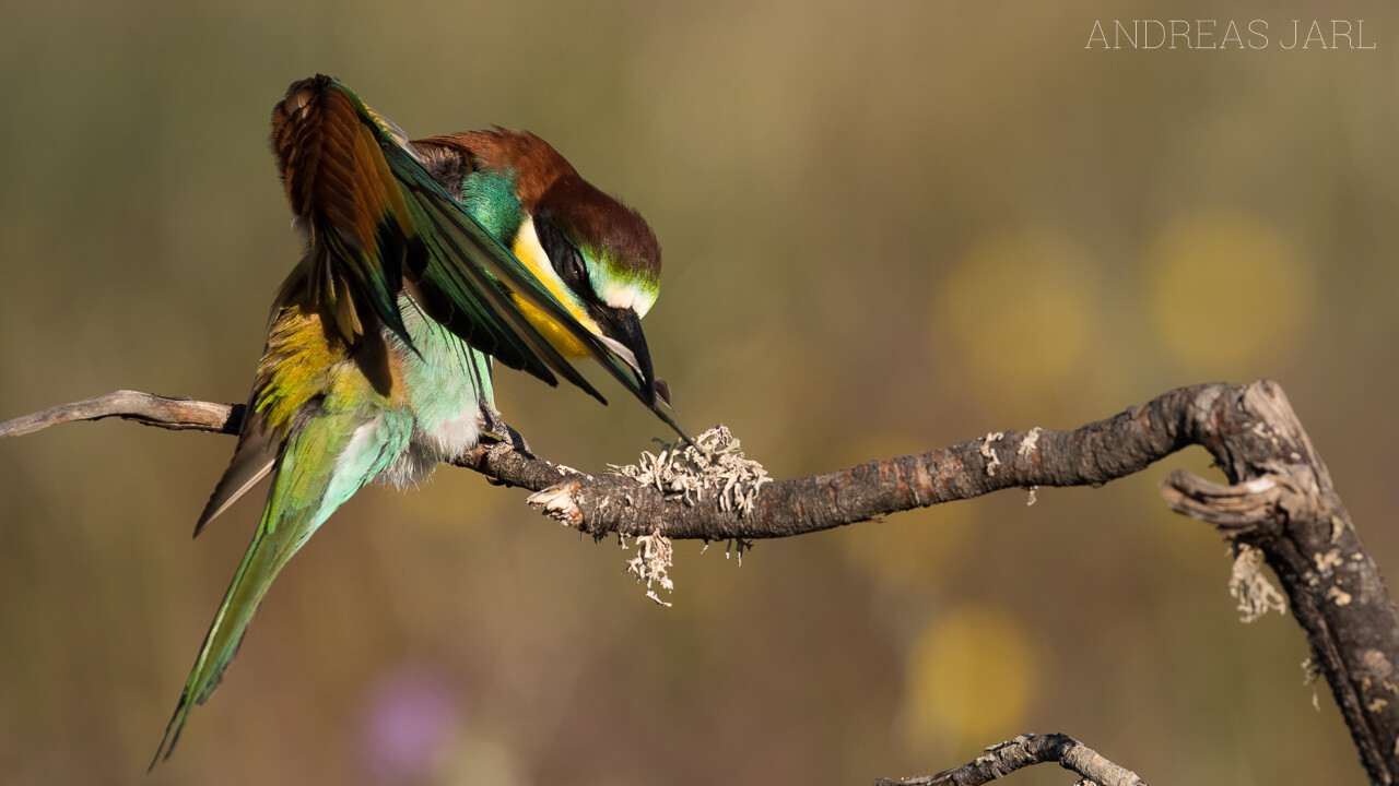 merops_apiaster_2596