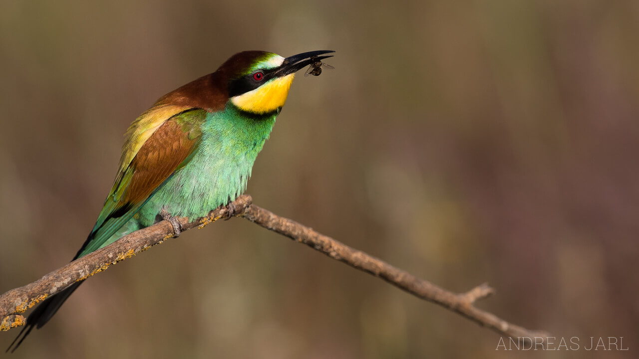 merops_apiaster_2599