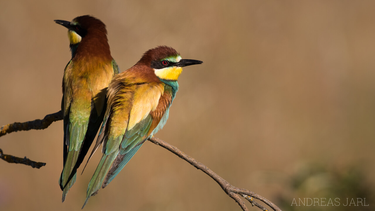 merops_apiaster_2604