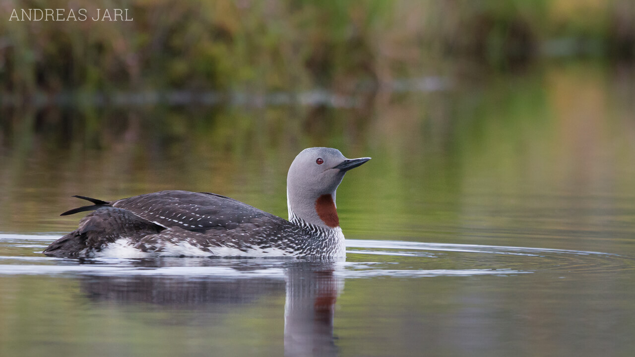 gavia_stellata_1315