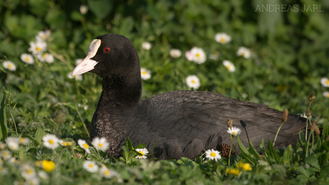 fulica_atra_2152