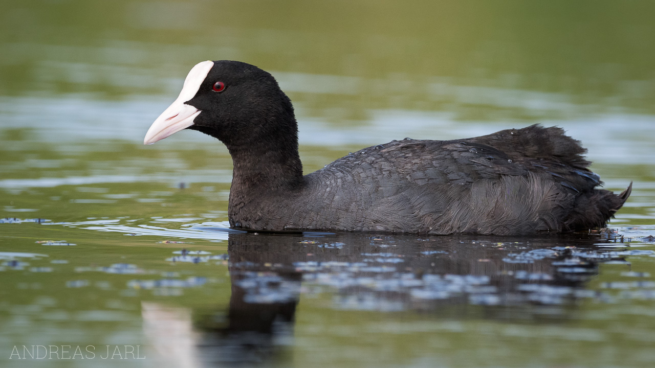 fulica_atra_3582