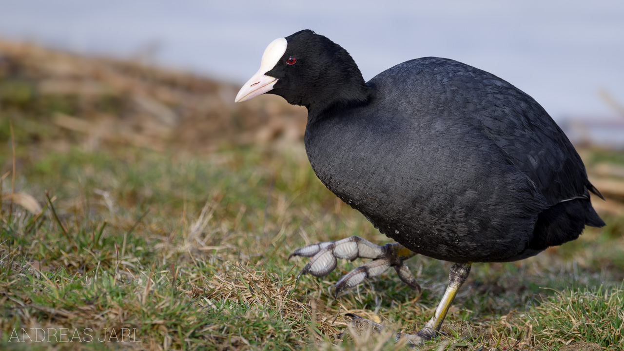 fulica_atra_4906_dxoxd