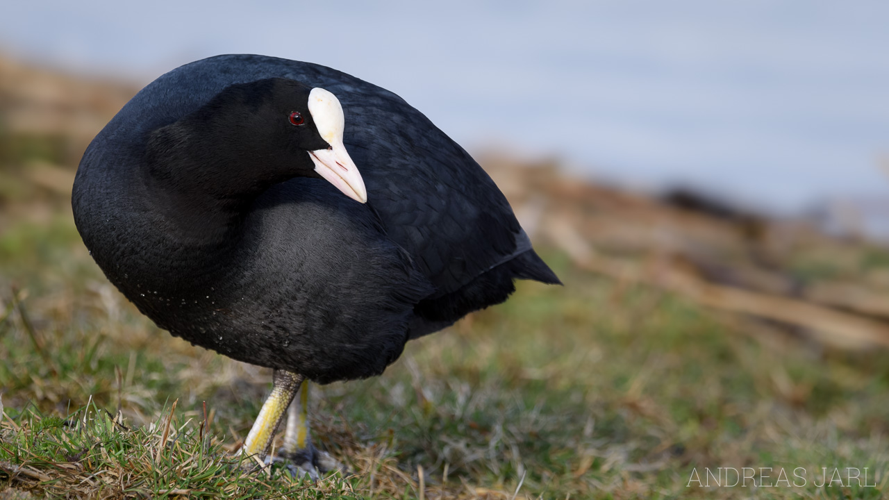 fulica_atra_4907_dxoxd