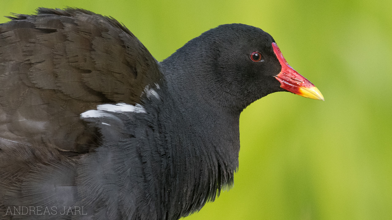 gallinula_chloropus_3773