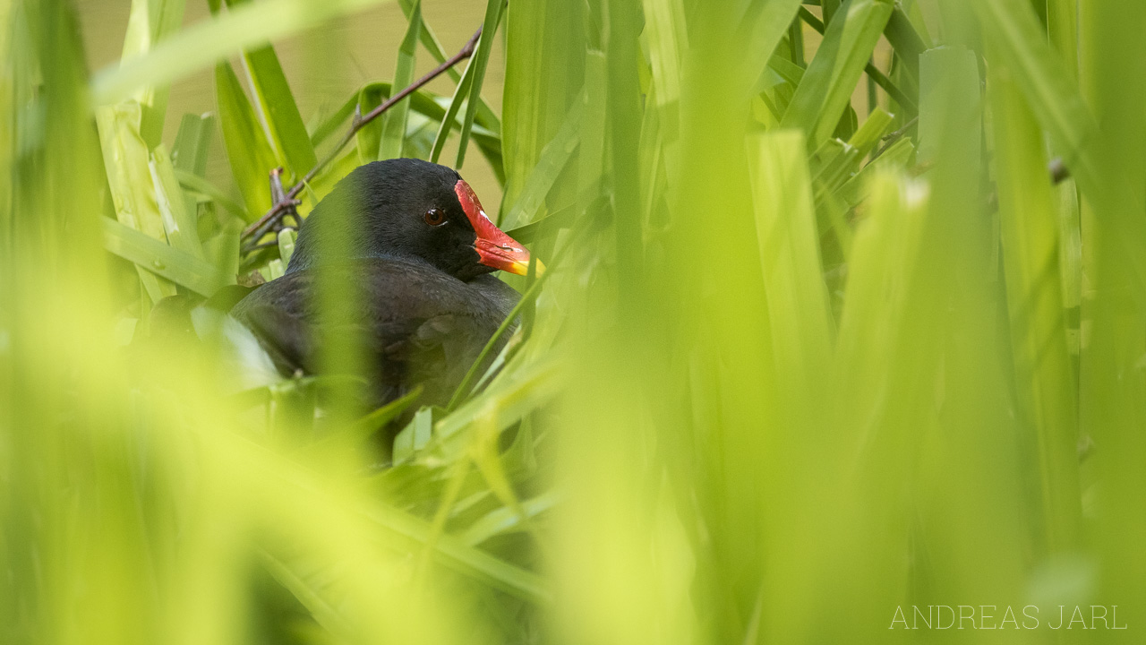 gallinula_chloropus_3774