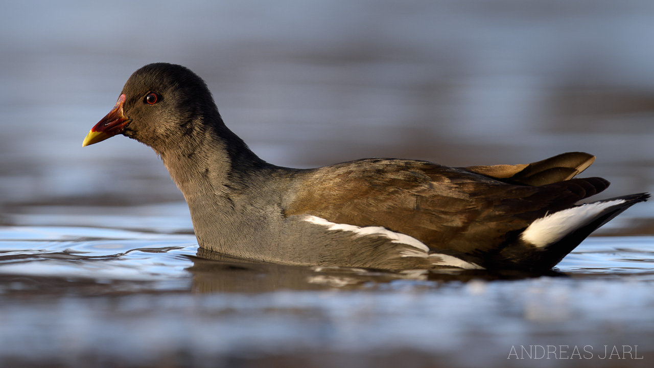 gallinula_chloropus_4491_dxo