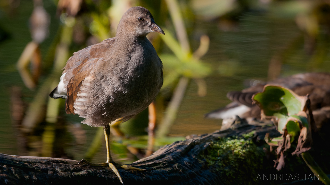 gallinula_chloropus_528