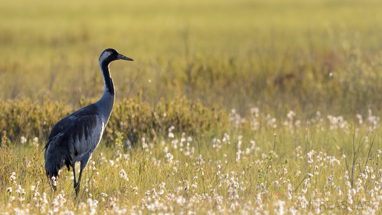 grus_grus_4928_dxoxd