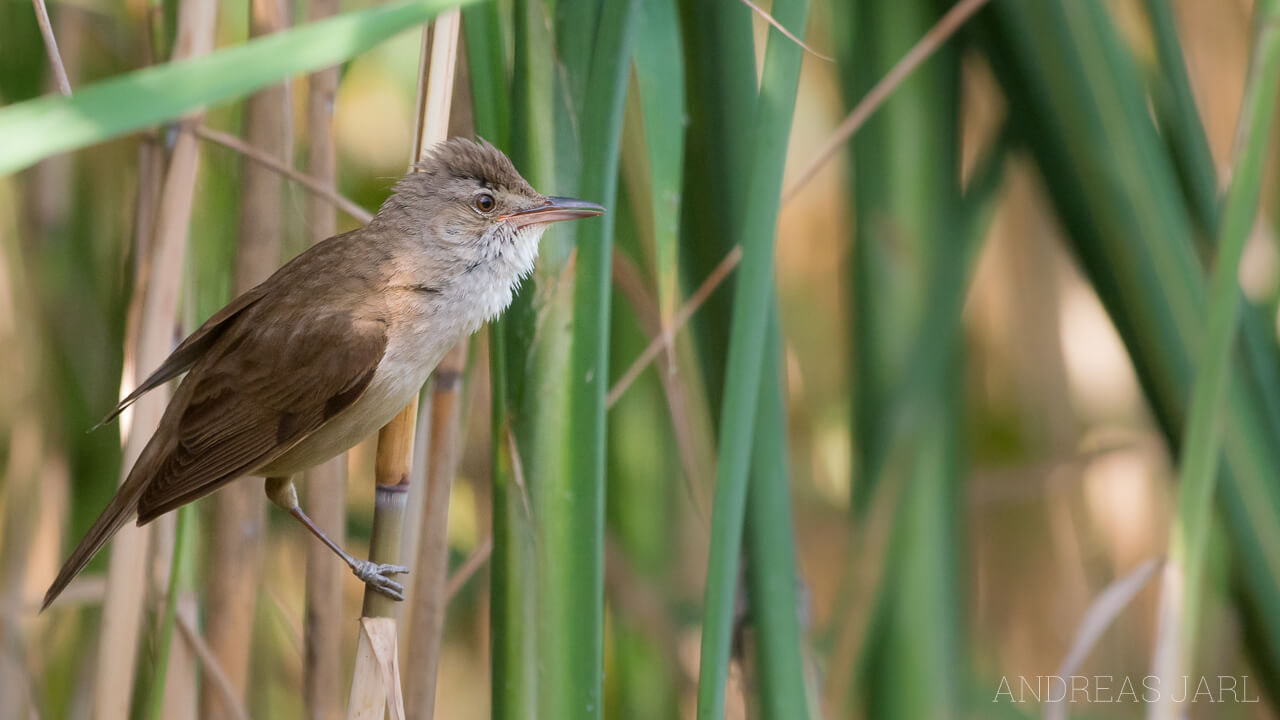 acrocephalus_arundinaceus_2326