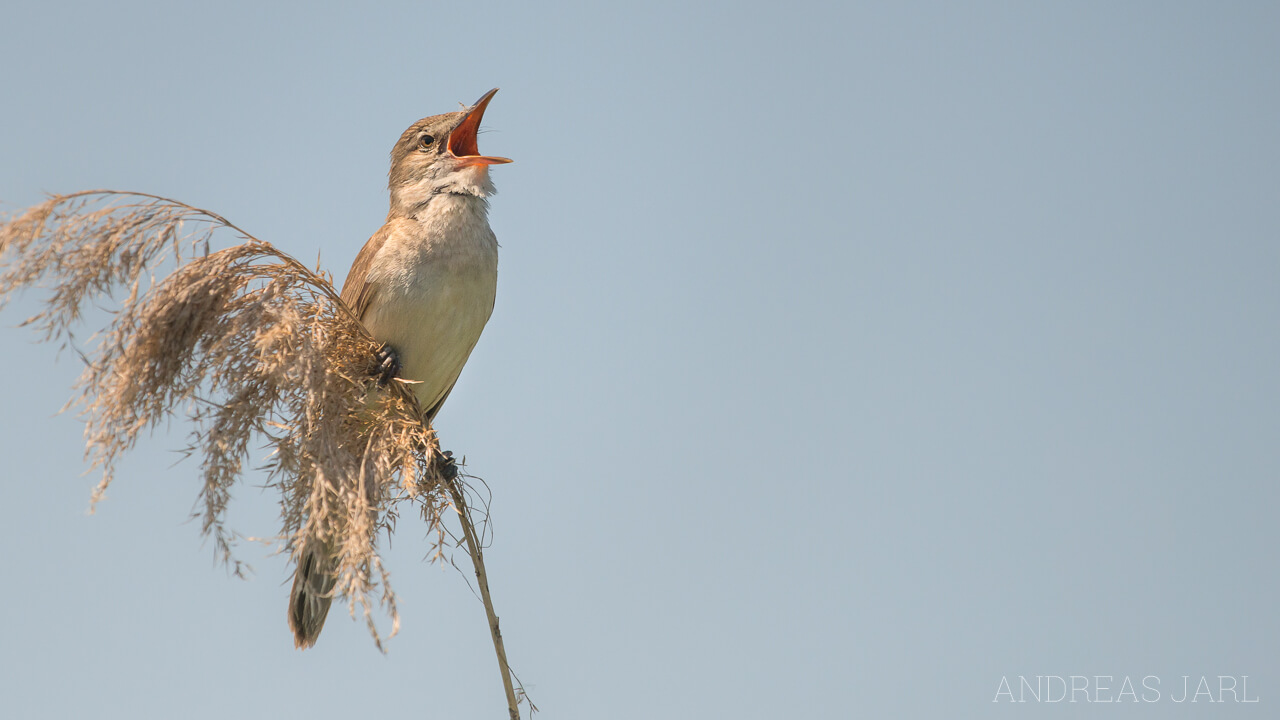 acrocephalus_arundinaceus_2331