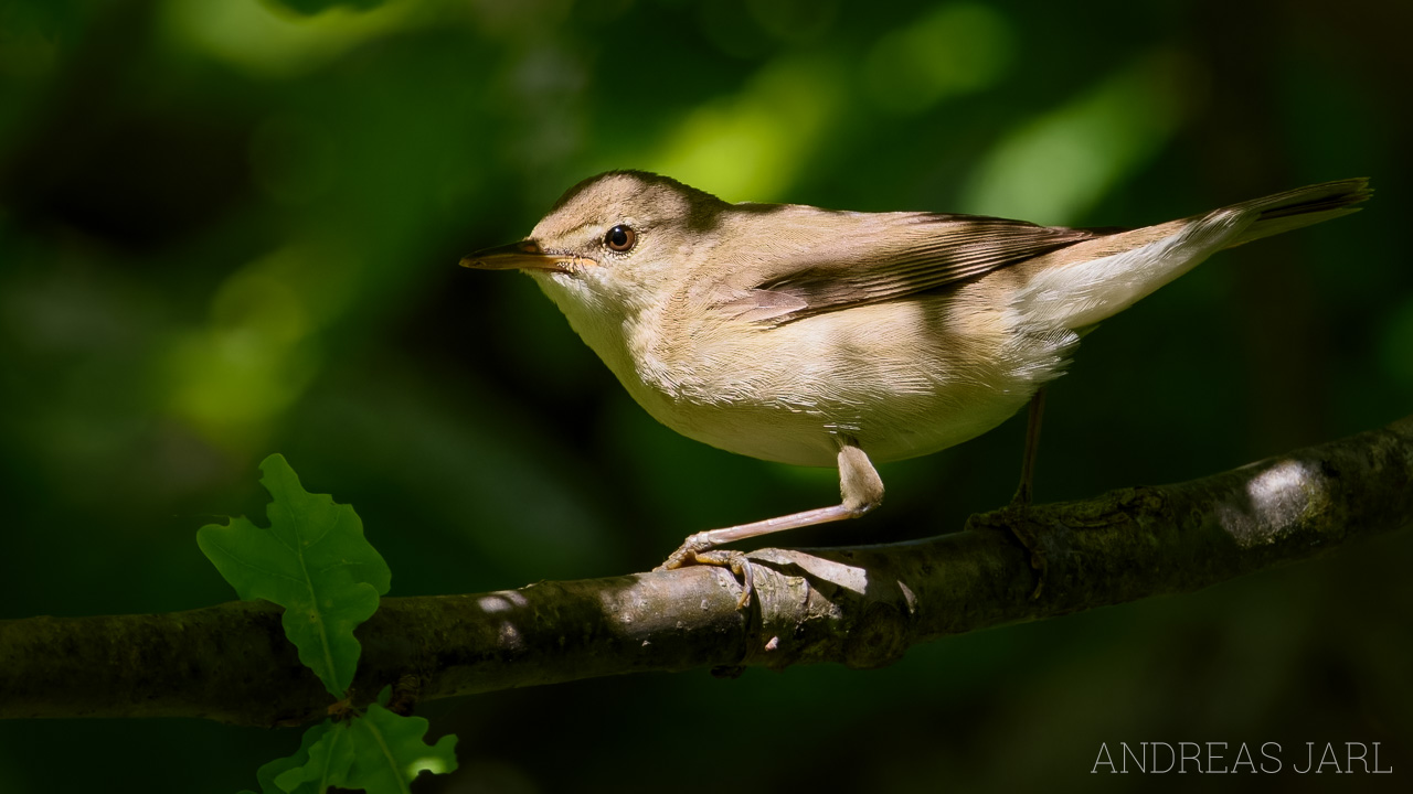 acrocephalus_dumetorum_4873_dxoxd
