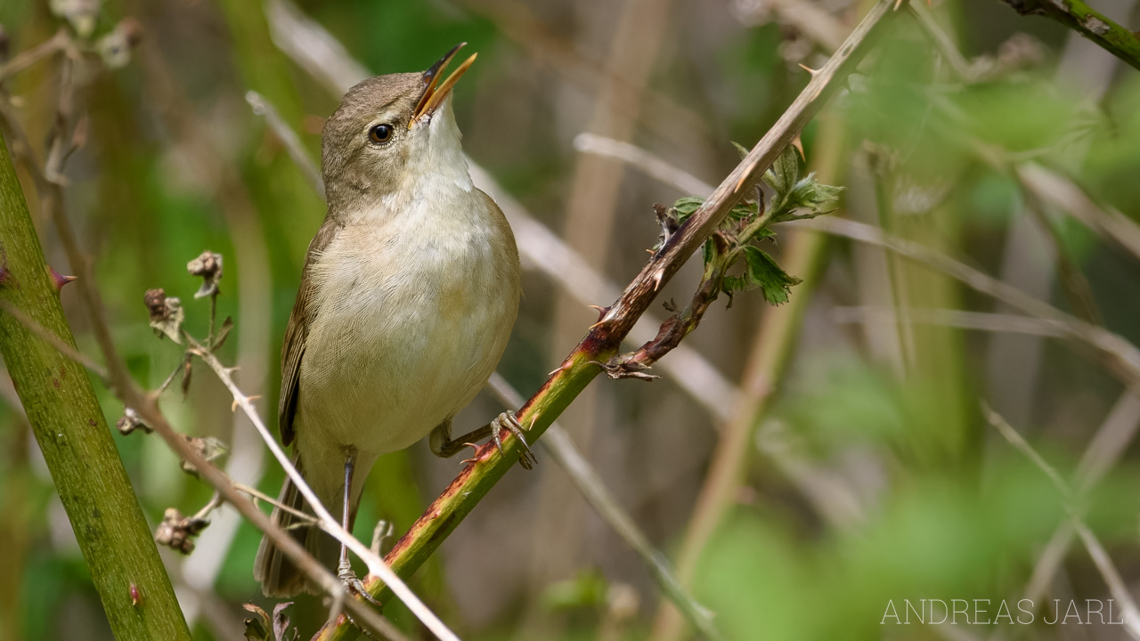 acrocephalus_dumetorum_4874_dxoxd
