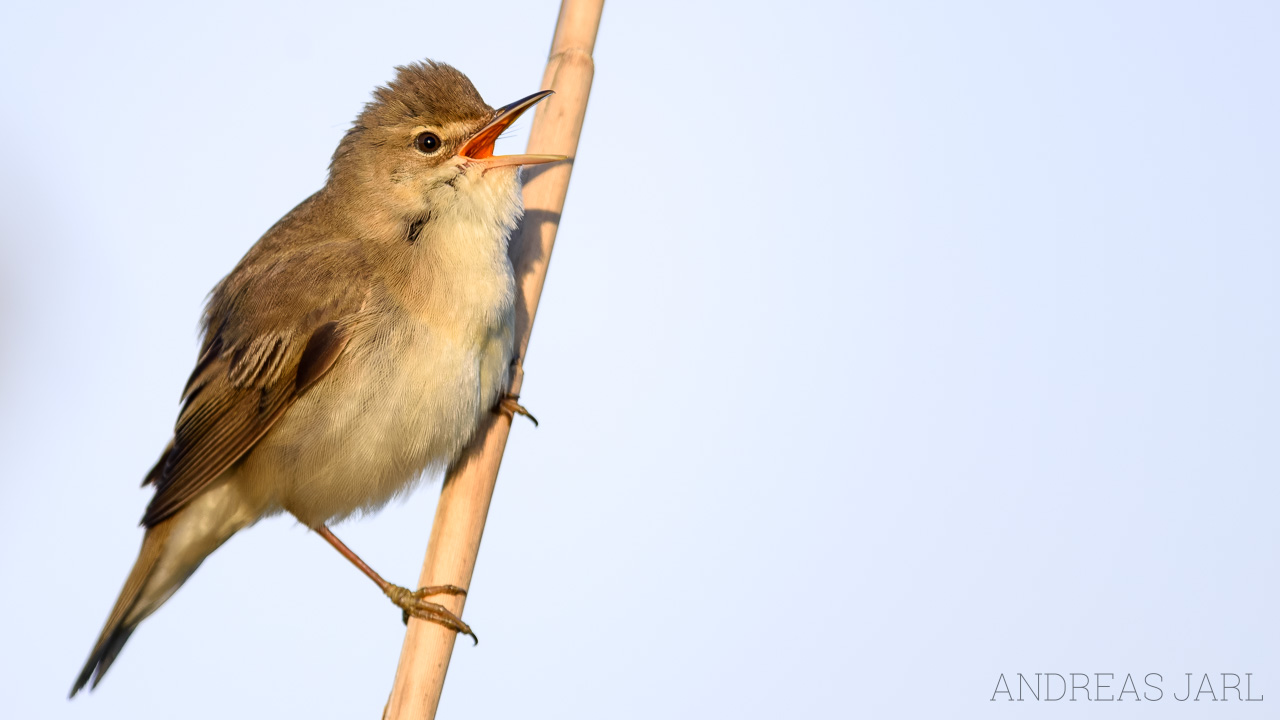 acrocephalus_palustris_4857_dxoxd