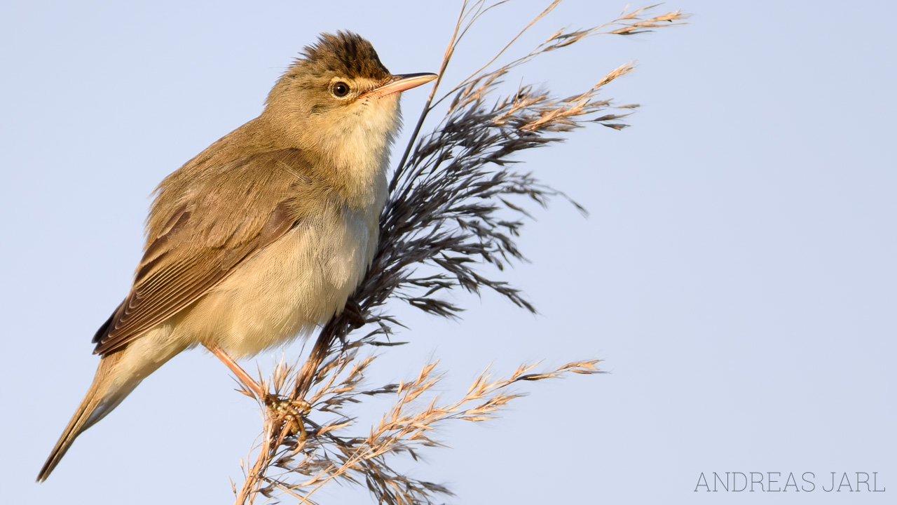 acrocephalus_palustris_4859_dxoxd