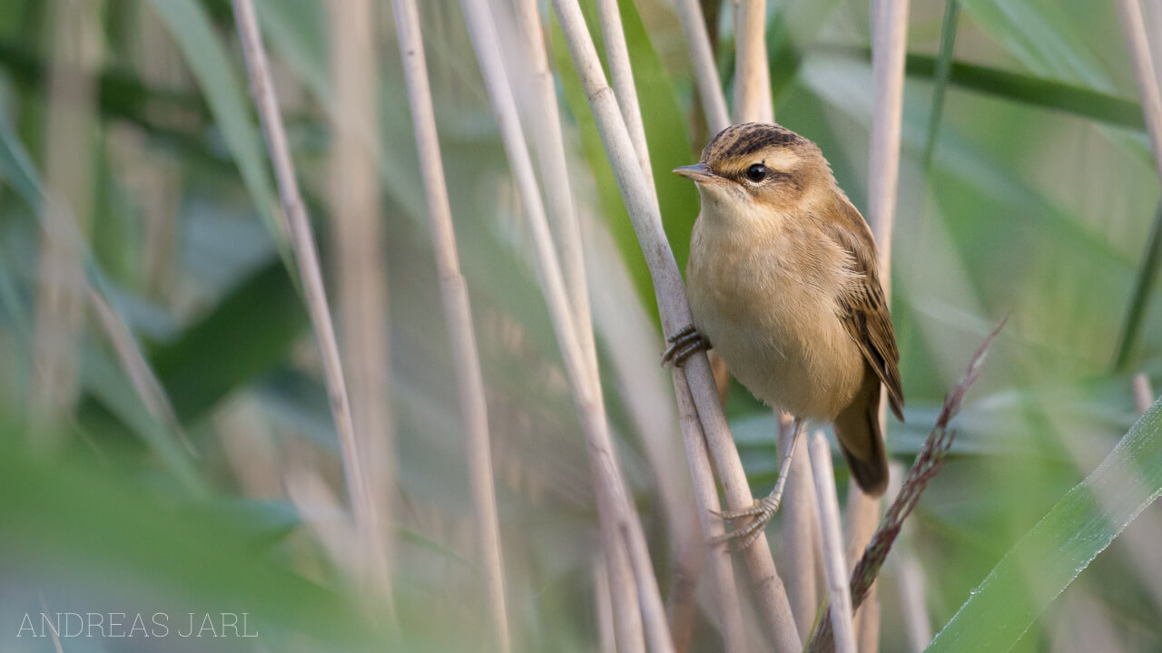 acrocephalus_schoenobaenus_2389