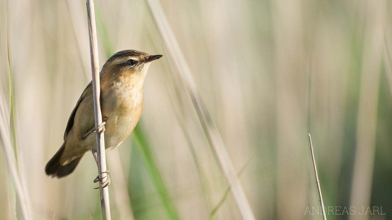 acrocephalus_schoenobaenus_2390