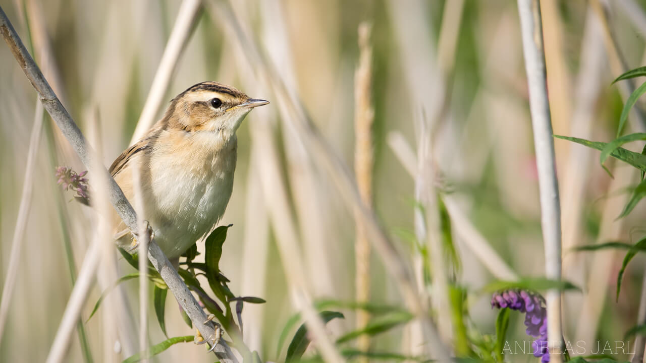 acrocephalus_schoenobaenus_2873