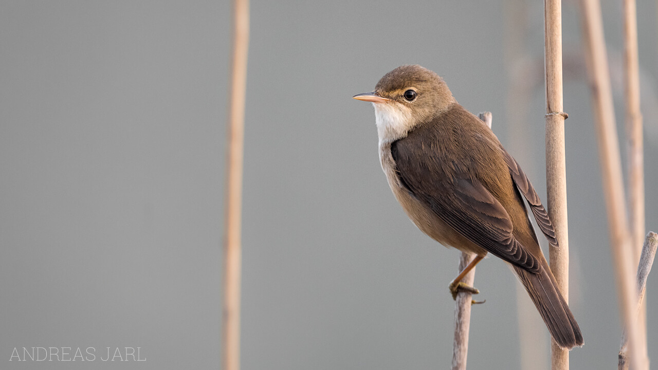 acrocephalus_scirpaceus_2630