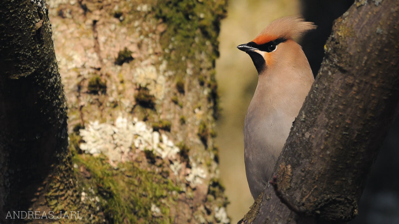 bombycilla_garrulus_305