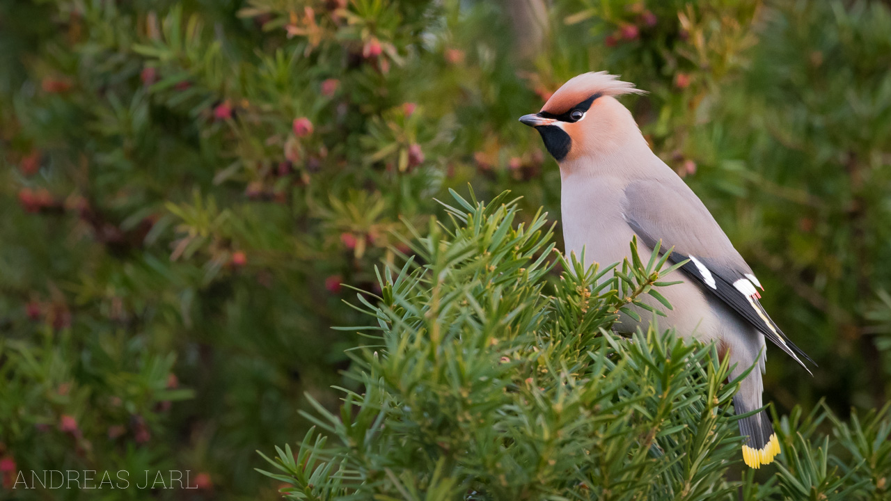 bombycilla_garrulus_3161