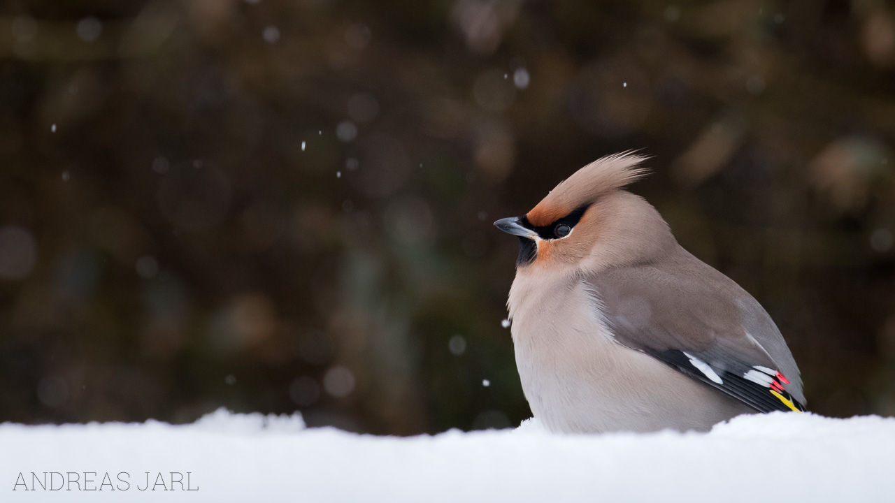 bombycilla_garrulus_3236