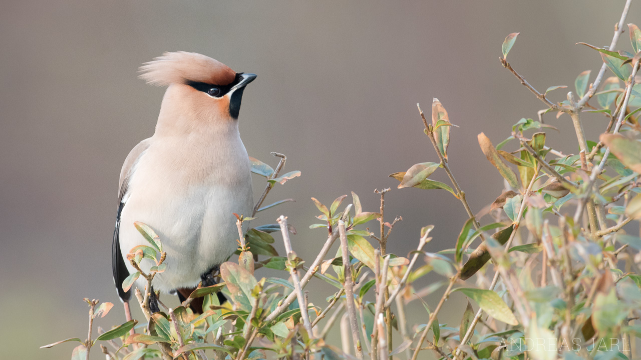 bombycilla_garrulus_3237