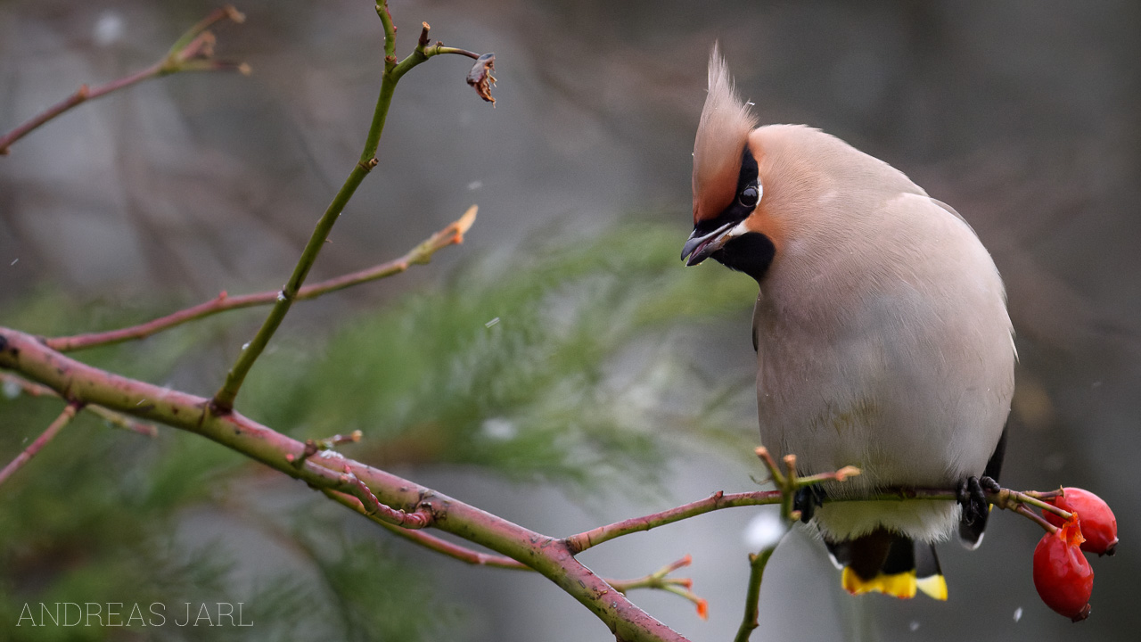 bombycilla_garrulus_4521_dxo