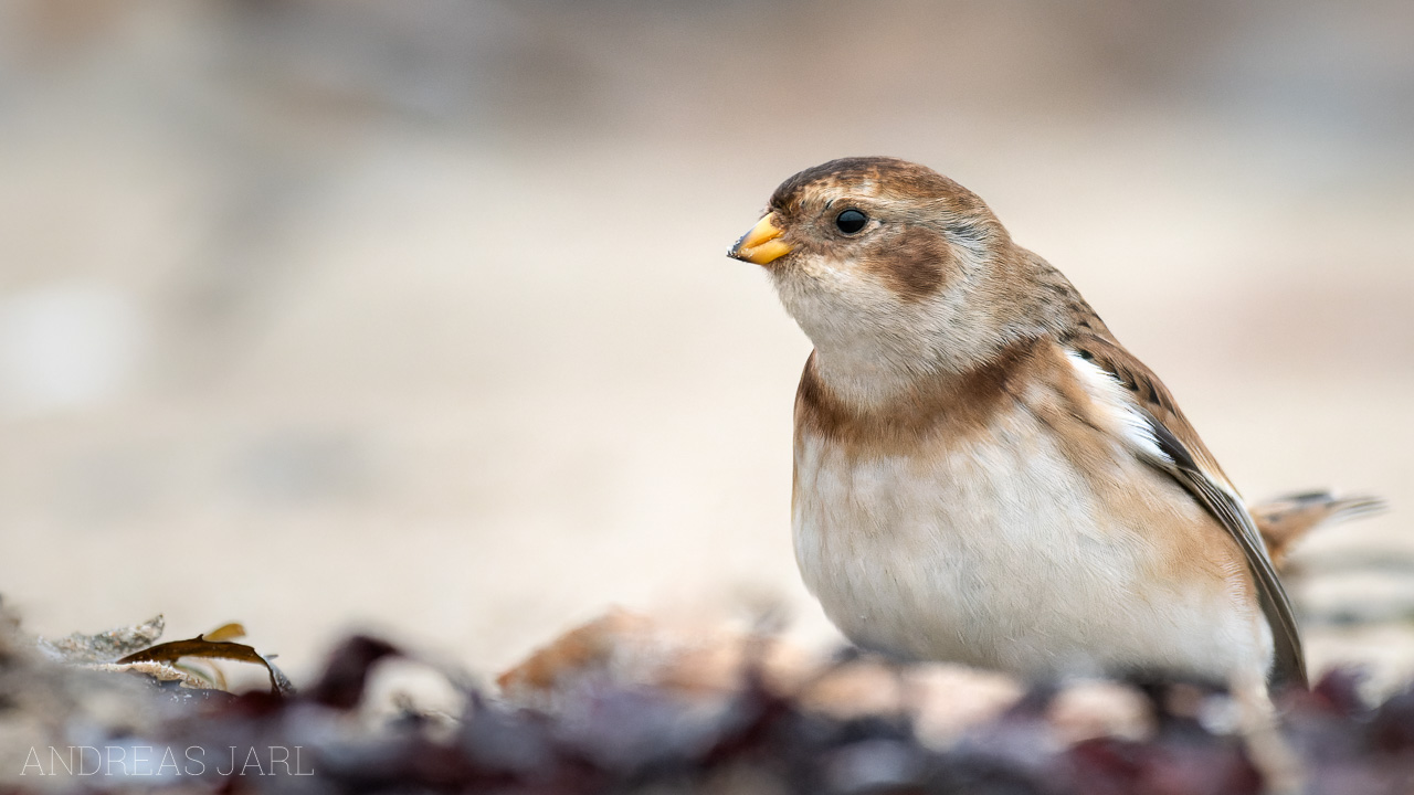 plectrophenax_nivalis_4520_dxo