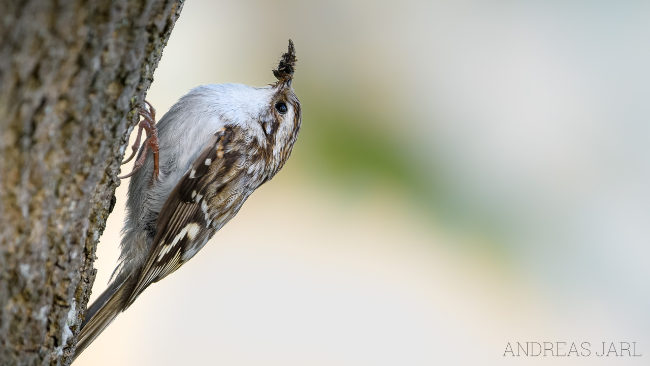 certhia_familiaris_4850_dxoxd
