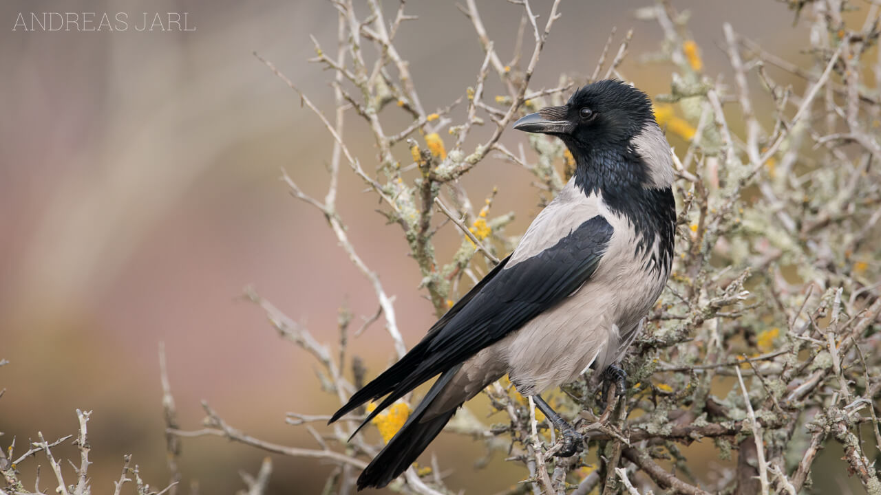 corvus_cornix_2520