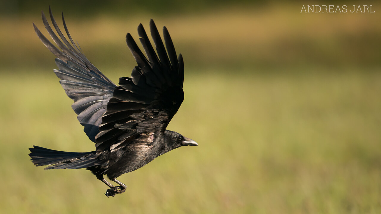 corvus_corone_1830